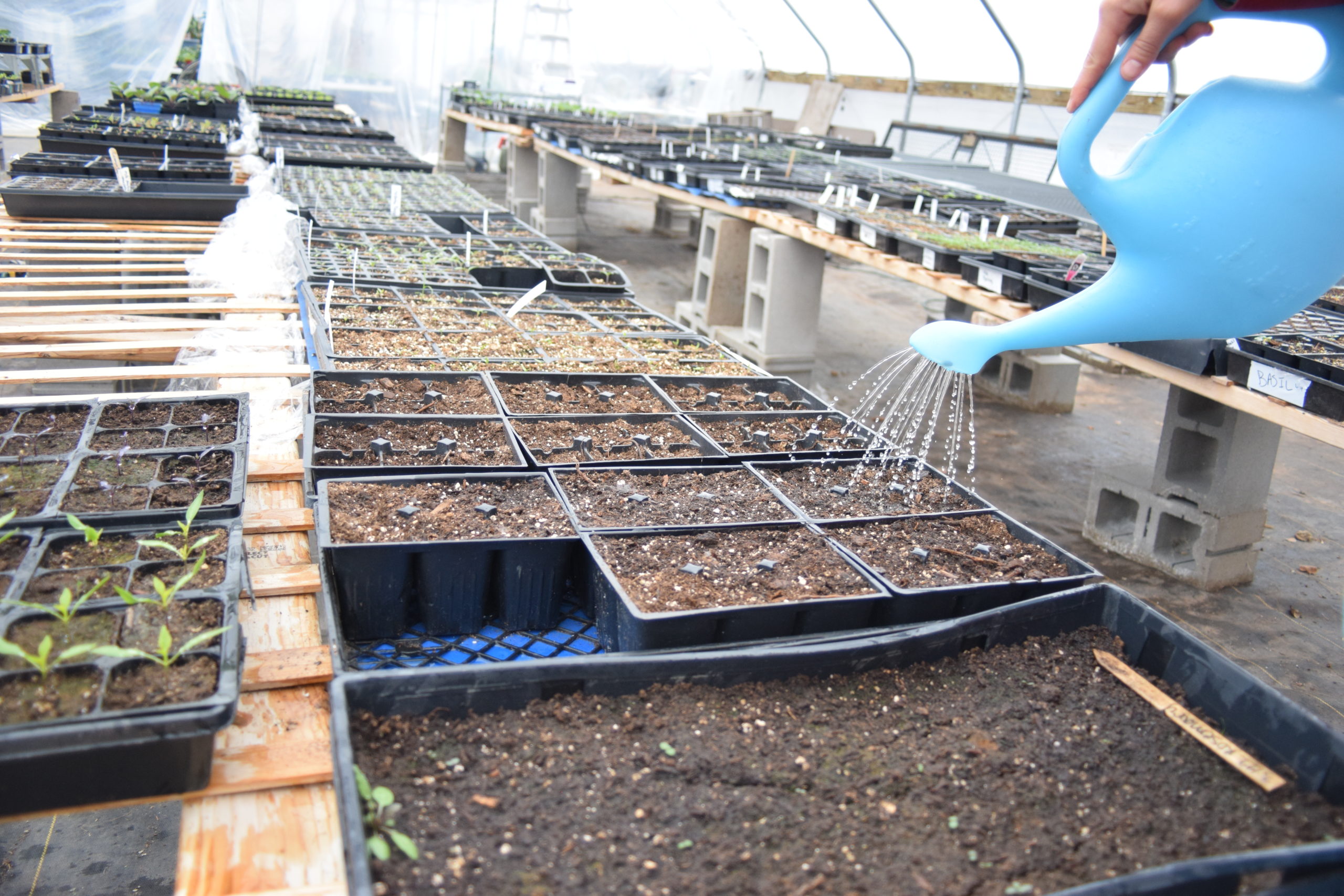 Blue watering can waters a tray of seedlings, on a table full of seedling trays.