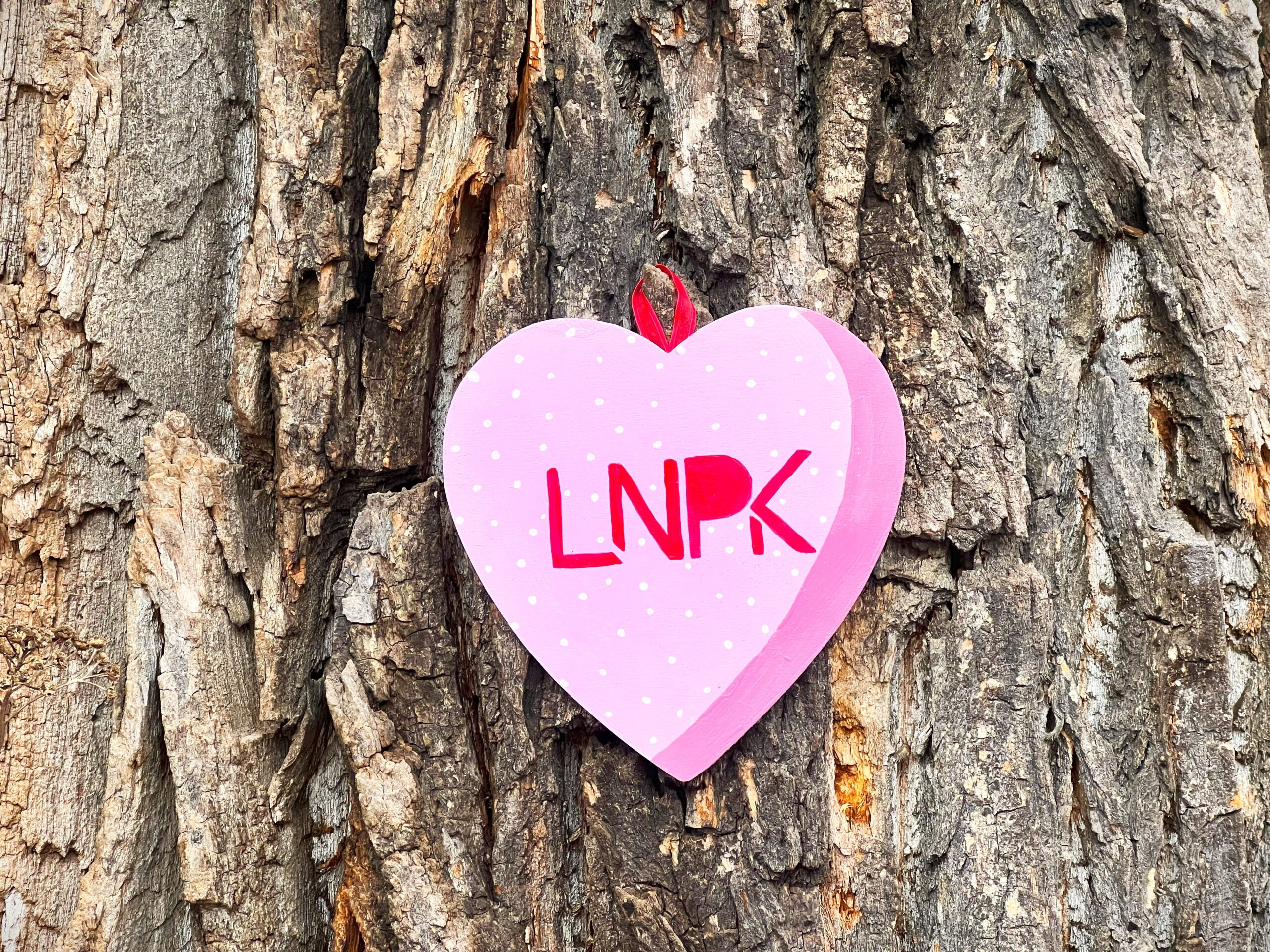 Pink heart with polka dots and "LNPK" in red hangs on a large tree with textured bark.